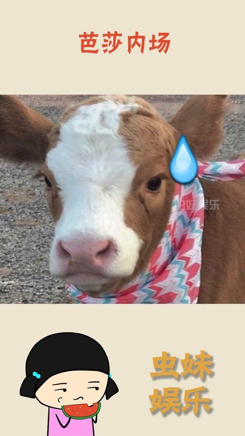 娱乐吃瓜酱爸爸的宠物,揭秘明星宠物的趣味生活